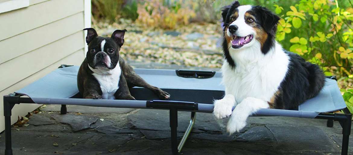 Dog Beds Buying Guide