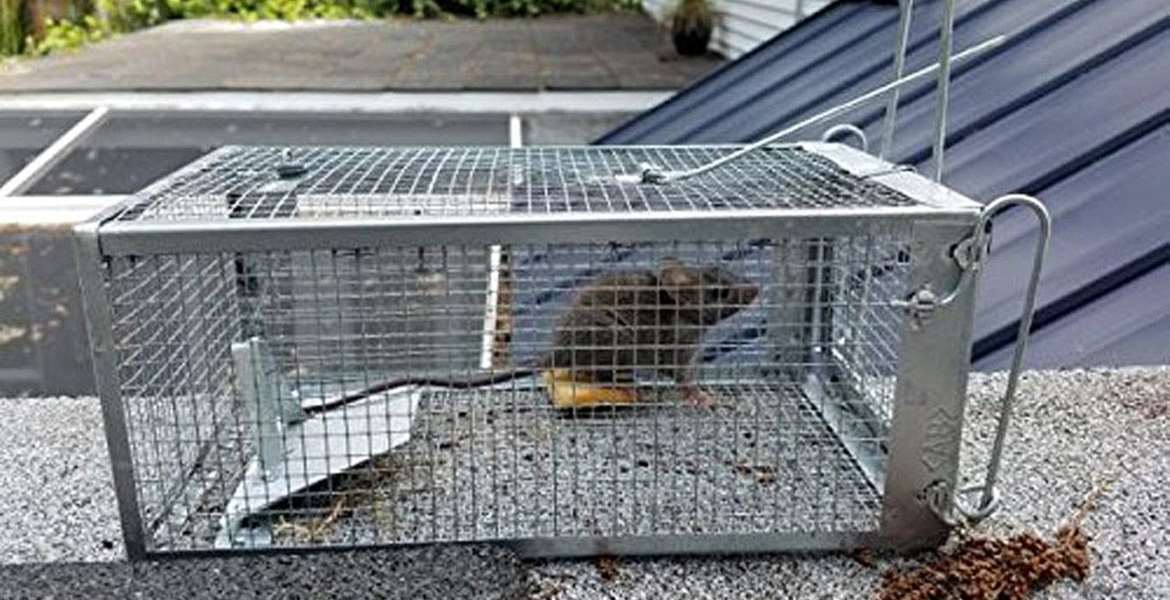 Pest Control Trap Buying Guide
